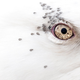 Lice surround the eye of a Kumlien’s gull.